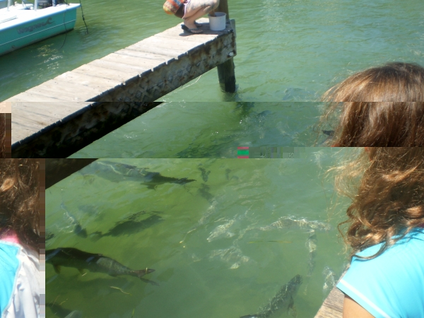 tarpon feeding1.jpg