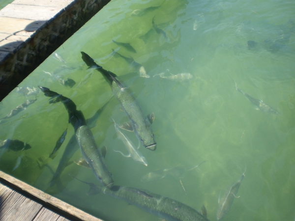 tarpon feeding3.jpg